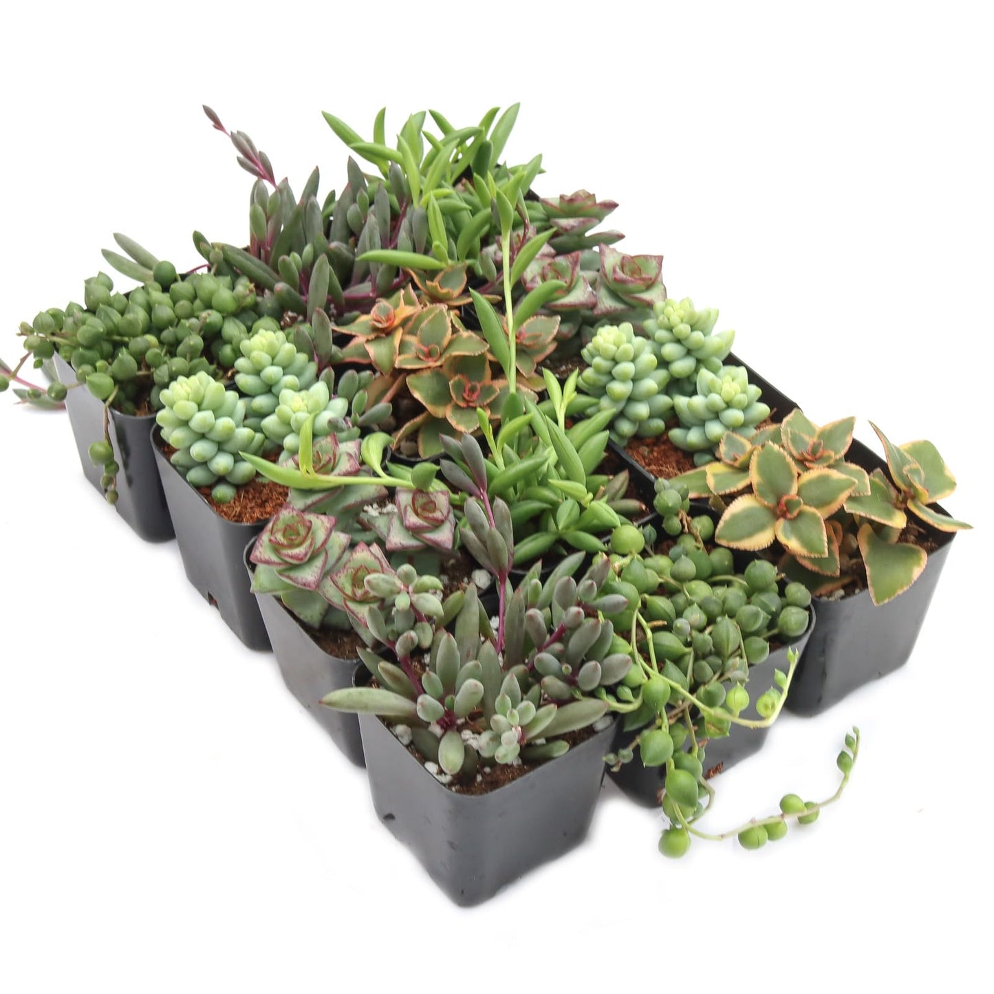 Mountain Crest Gardens Trailing & Strings Succulent Pack - 12 Live Plants in 2 Inch Pots - Real Succulents for Hanging Planters, Home Decor, and DIY Arrangements