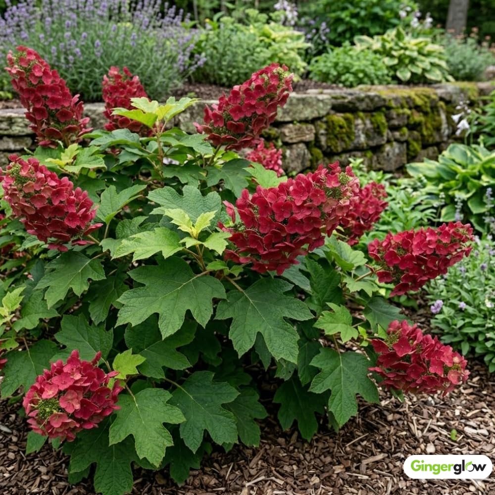 Ruby Slipper Oak Leaf Hydrangea Live Plant Shrub, 6-10" Tall in a Quart Pot, Easy Care Hydrangea Bushes Ready to Plant, White to Pink Changing Blooms for Garden Décor & Outdoor Spaces