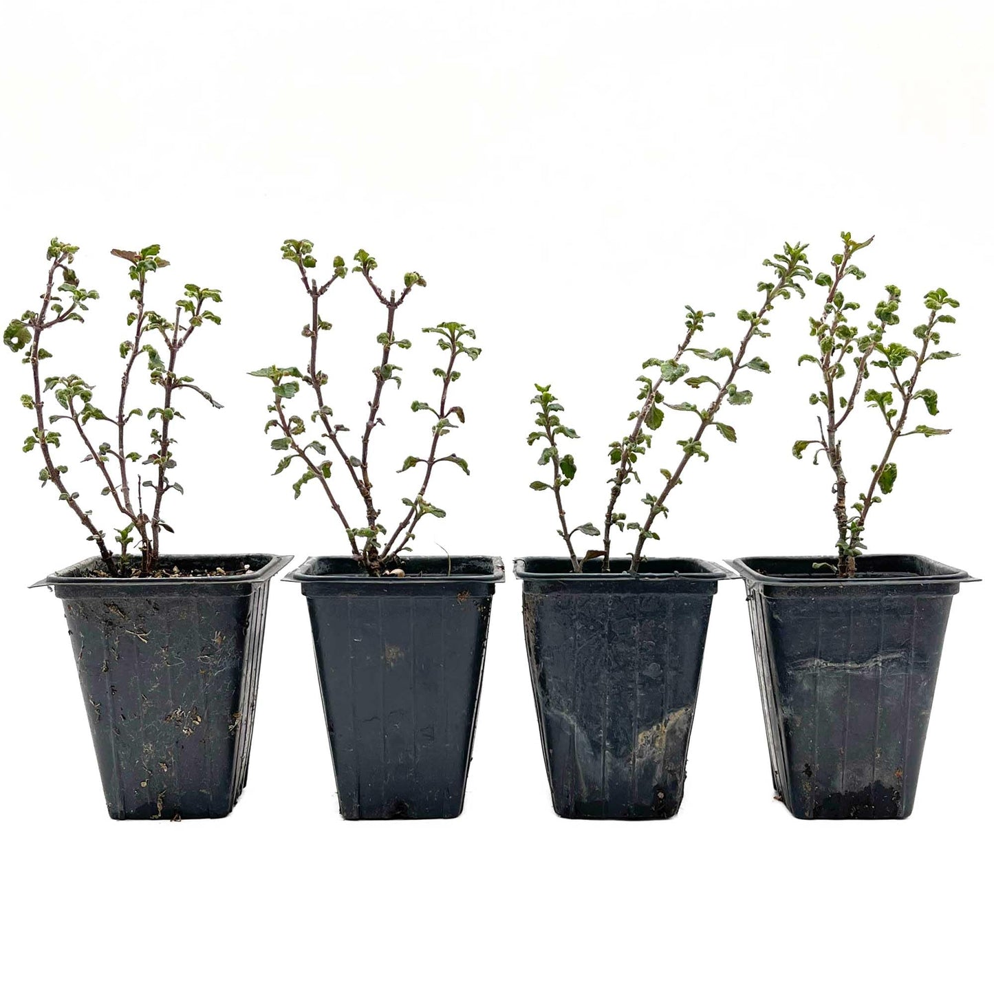 4 Wall Germander – Compact Evergreen Groundcover Shrub with Glossy Aromatic Foliage & Purple Summer Flowers (Teucrium chamaedrys) in 3.5″ Cubes, Live Plants