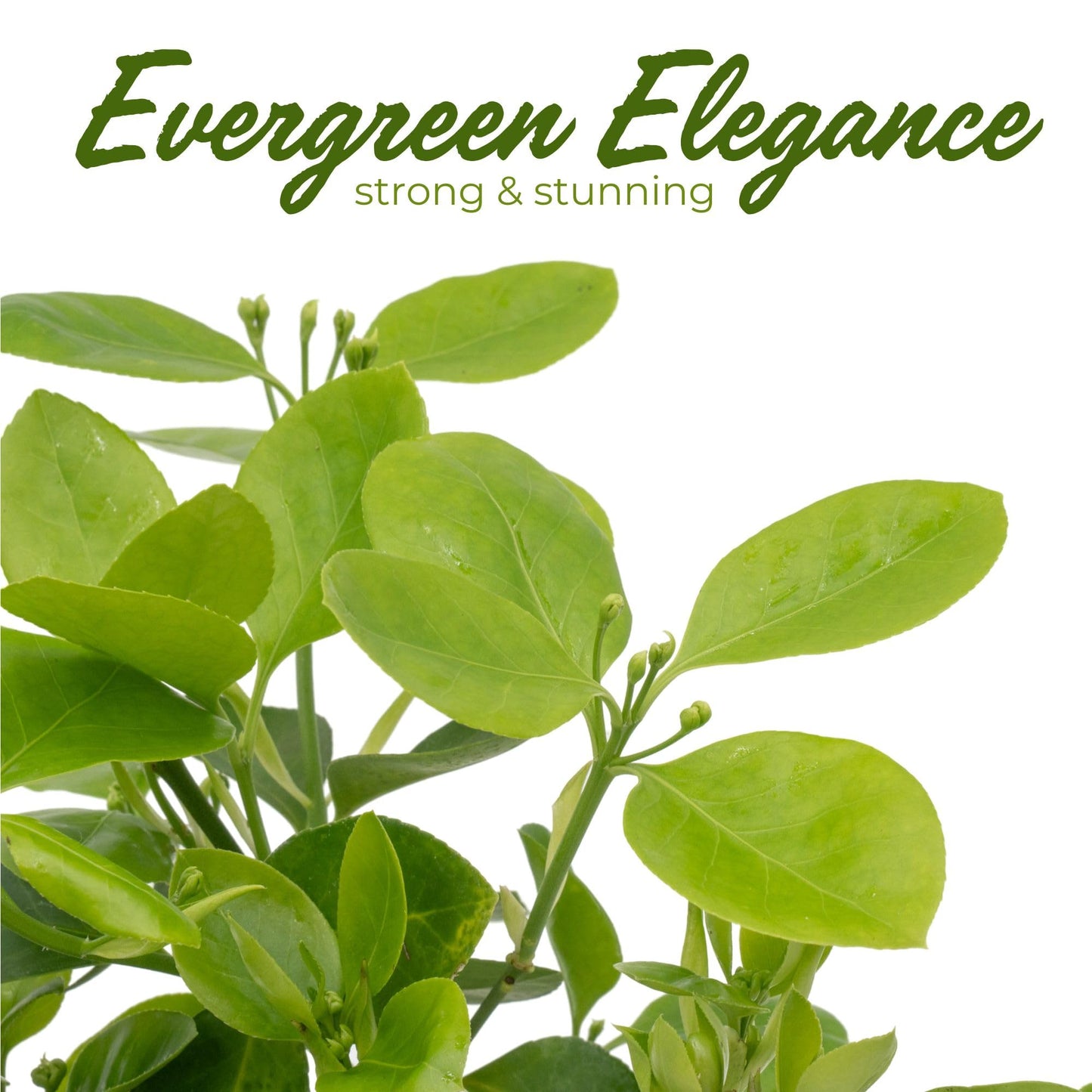 6 Live Manhattan Euonymus Plants (Euonymus Kiautschovicus ‘Manhattan’) – Evergreen Shrub for Hedges, Thriving in 2.5” Nursery Cubes