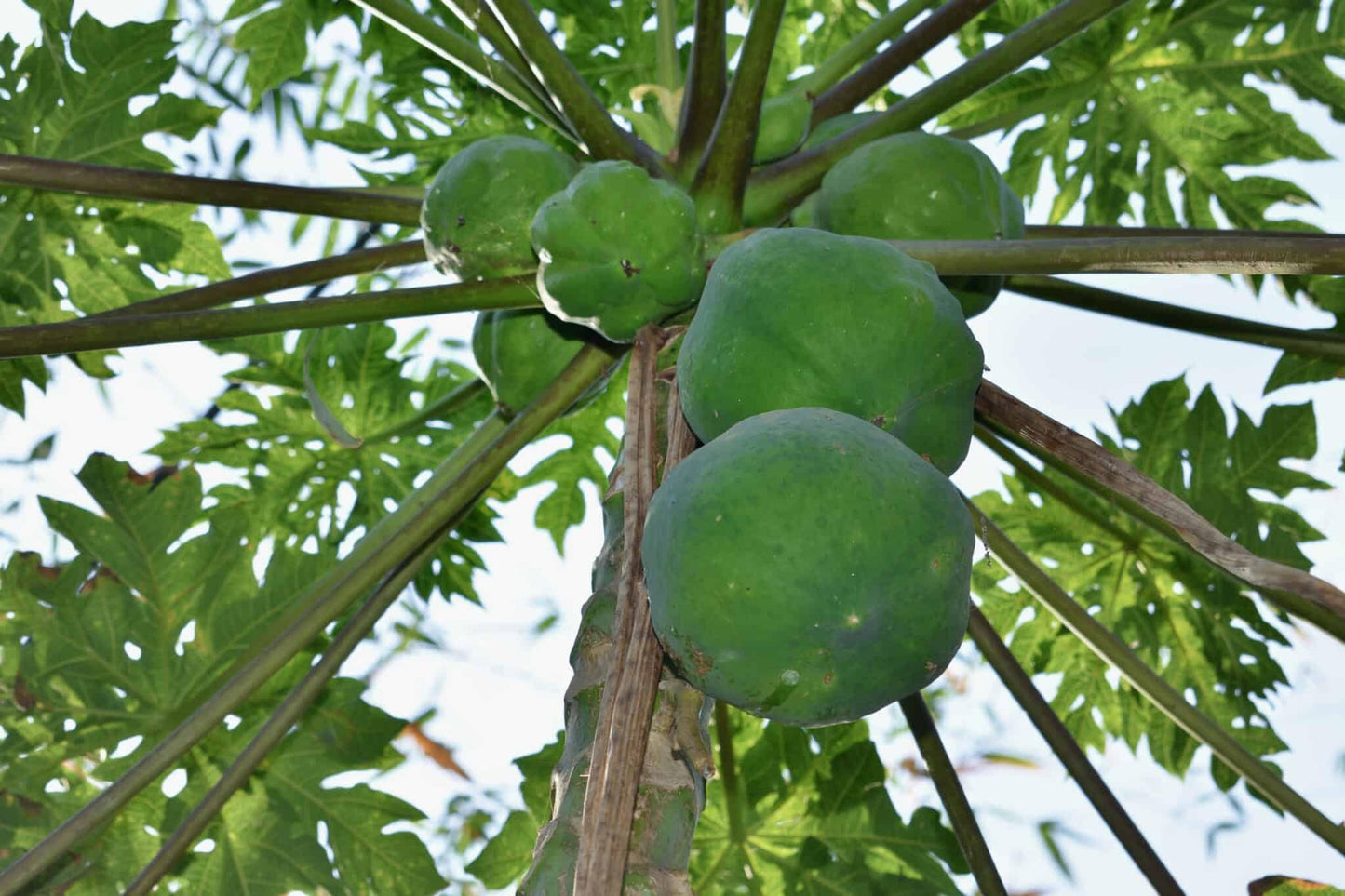 HAWAIIAN PAPAYA FRUIT SEEDS ~ GROW HAWAII