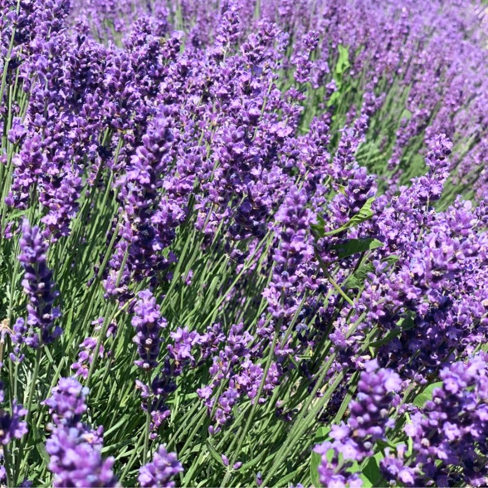French Lavender Live Plant in Quart Pot, Lavender Herb Plants, Fragrant Hardy Herb for Indoor or Outdoor Planting