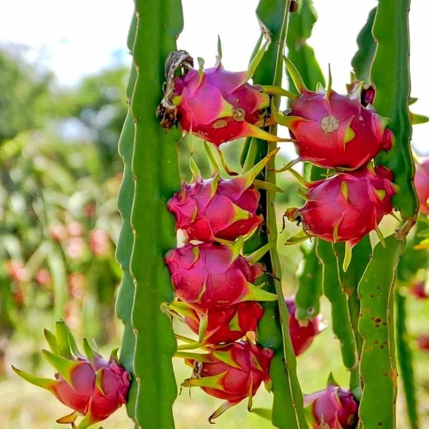 White Dragon Fruit Tree Live Plant, Dragon Fruit Live Plants in 4 Inc Pot, Tropical Fruit for Outdoor Planting