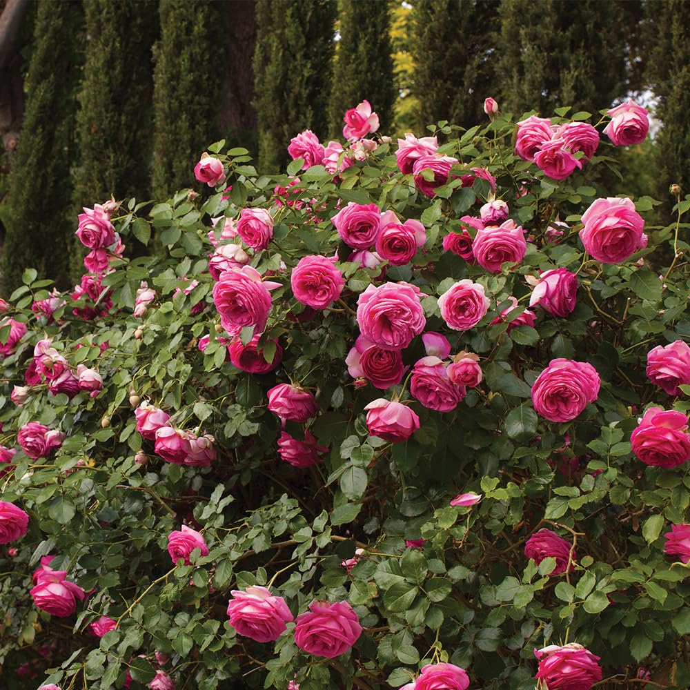 Heirloom Climbing Roses, Live Own Root Plant for Outdoor Garden, Pretty in Pink Eden Climber®, Lightly Fragrant, Lightly Fragrant, Repeat Blooming