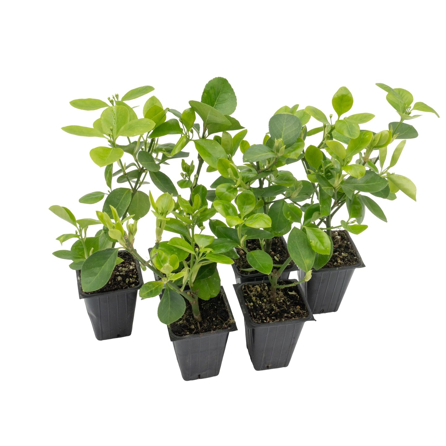 6 Live Manhattan Euonymus Plants (Euonymus Kiautschovicus ‘Manhattan’) – Evergreen Shrub for Hedges, Thriving in 2.5” Nursery Cubes