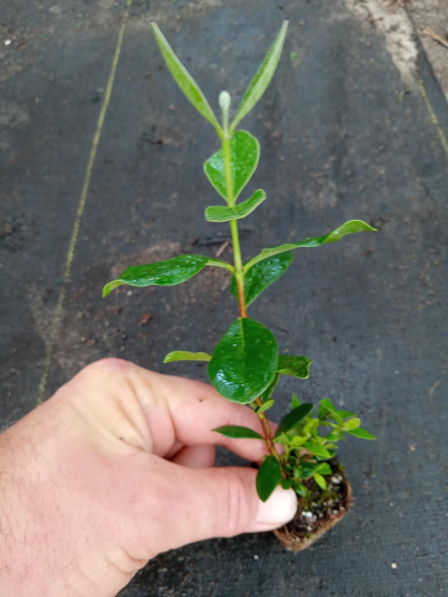 1 Pineapple Guava Live Starter Plant - Feijoa Sellowiana 4 to 6 inch | Evergreen Shrub with Edible Flowers and Fruit