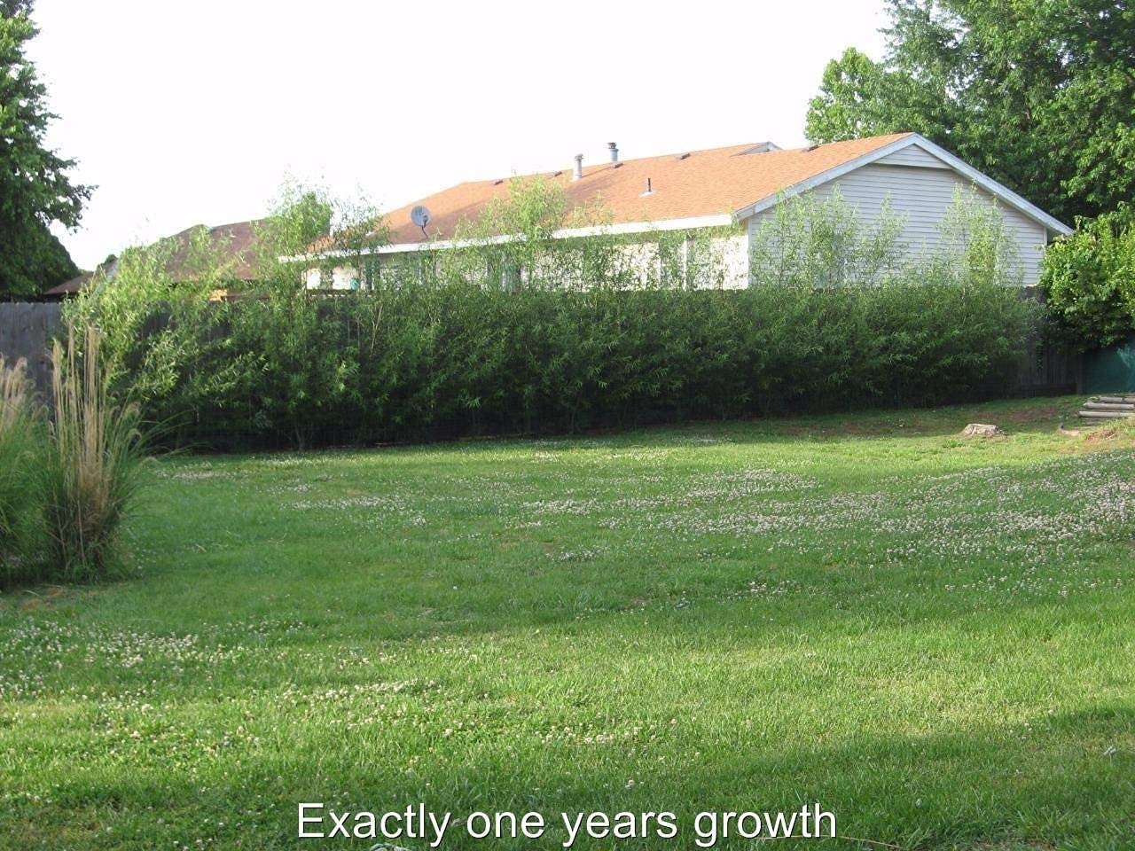 24 Hybrid Willow Tree Cuttings - Fast Growing Trees for Privacy or Shade