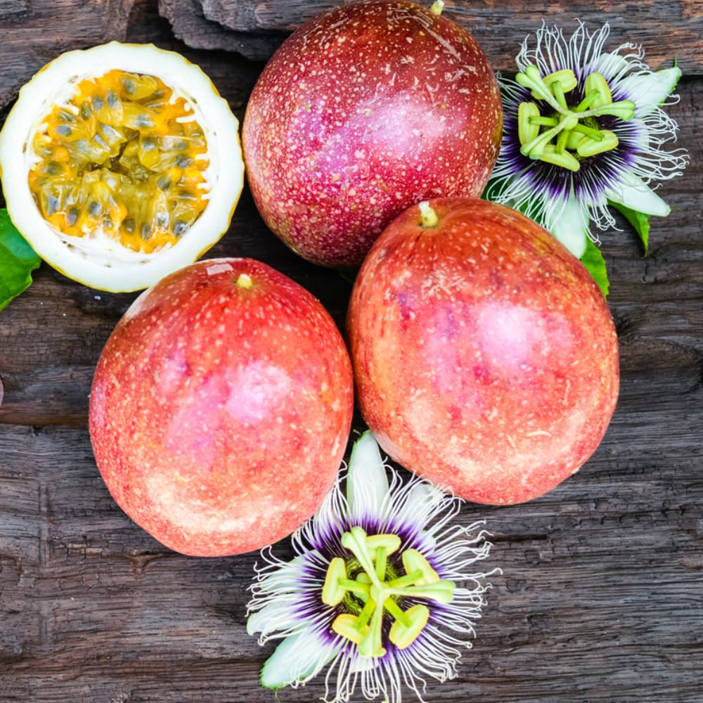 Red Passion Fruit Plant Live, Tropical Fruit Vine for Planting, 5-10" Tall, Sweet Edible Fruits, Passionfruit Seedling