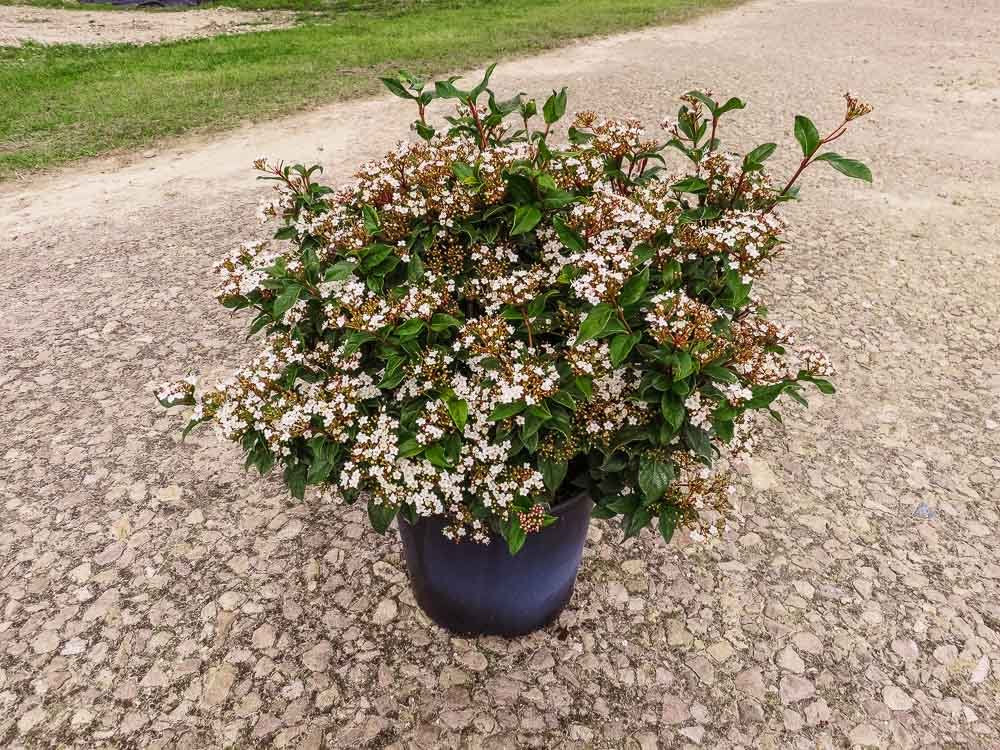 Spring Bouquet Viburnum 3 Gallon