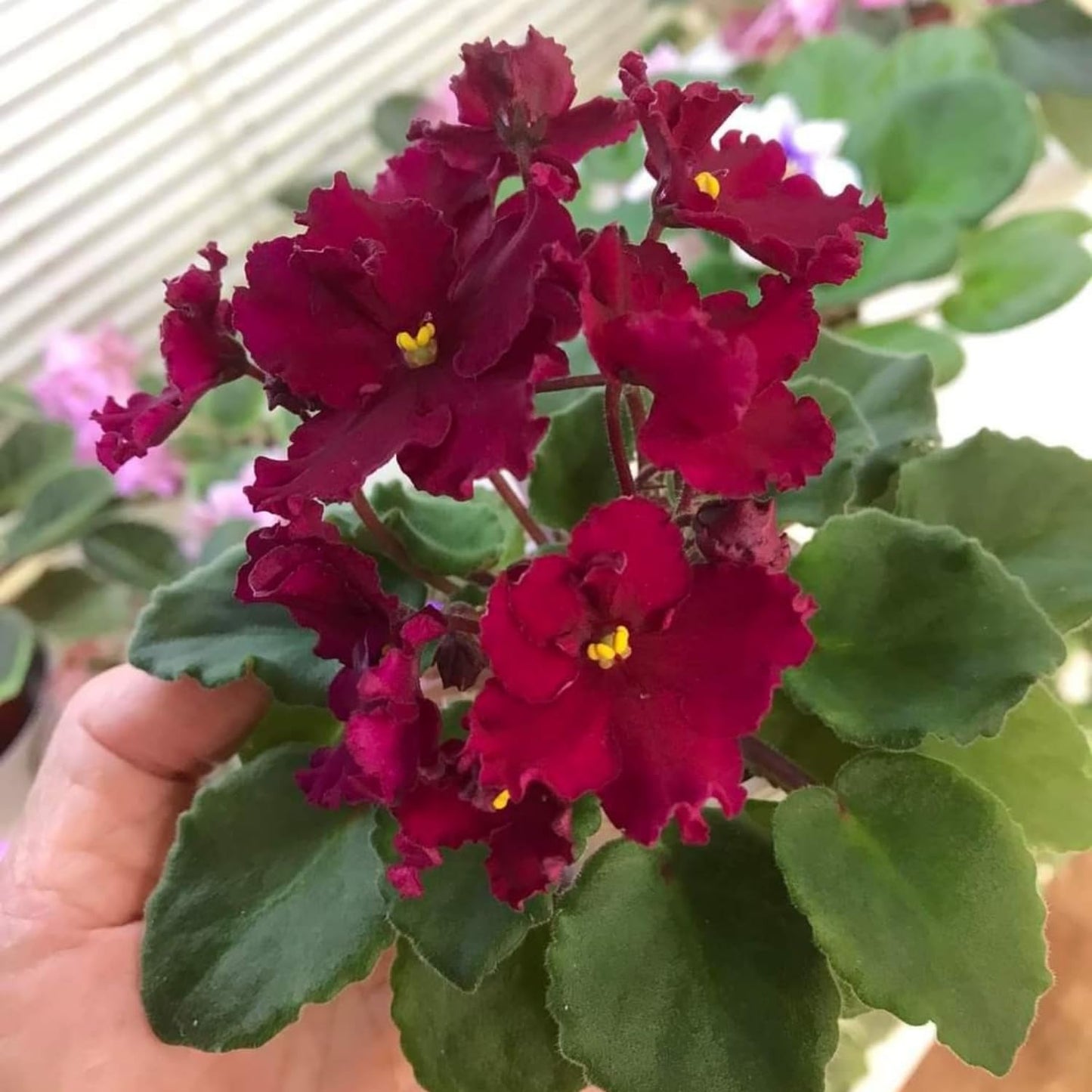African Violet Plant, Live African Violet Flowers in 4'' Pot, Low-Maintenance Indoor Flowering Plant with Vibrant Blooms (Red Blooms)
