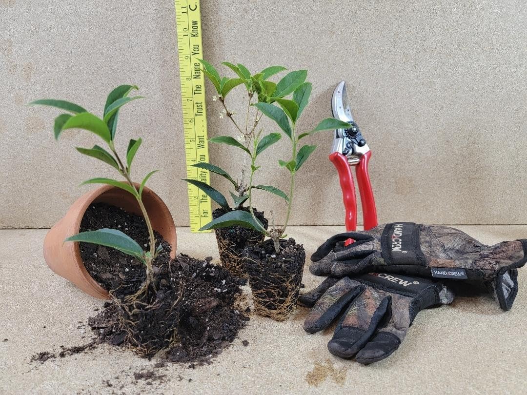 Live Plant - Fudingzhu Fragrant Tea Olive (Osmanthus) - Starter Plant