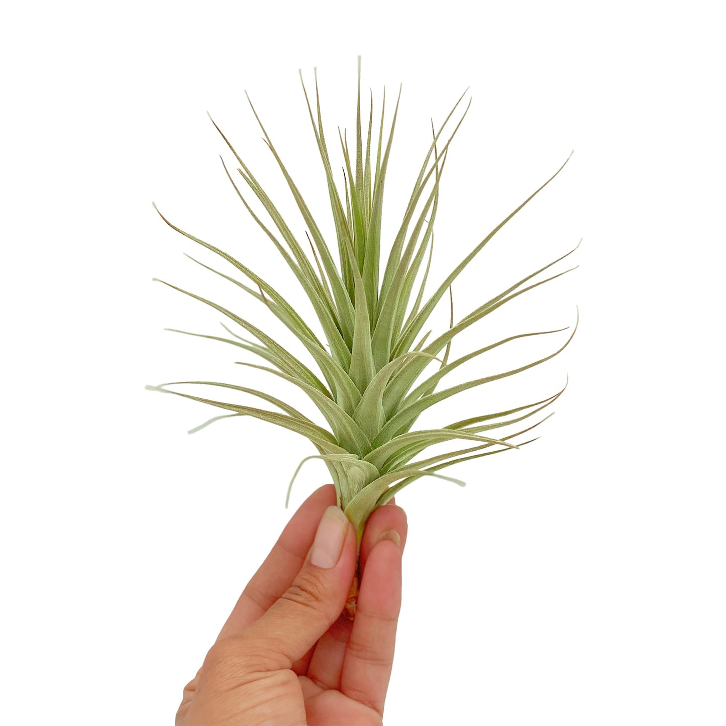 ragnaroc Air Plants - Flowering Tillandsia Lilla Lilac, Large 5" - 3ct - Live Arrival Guaranteed - House Plants for Home Decor & Gift
