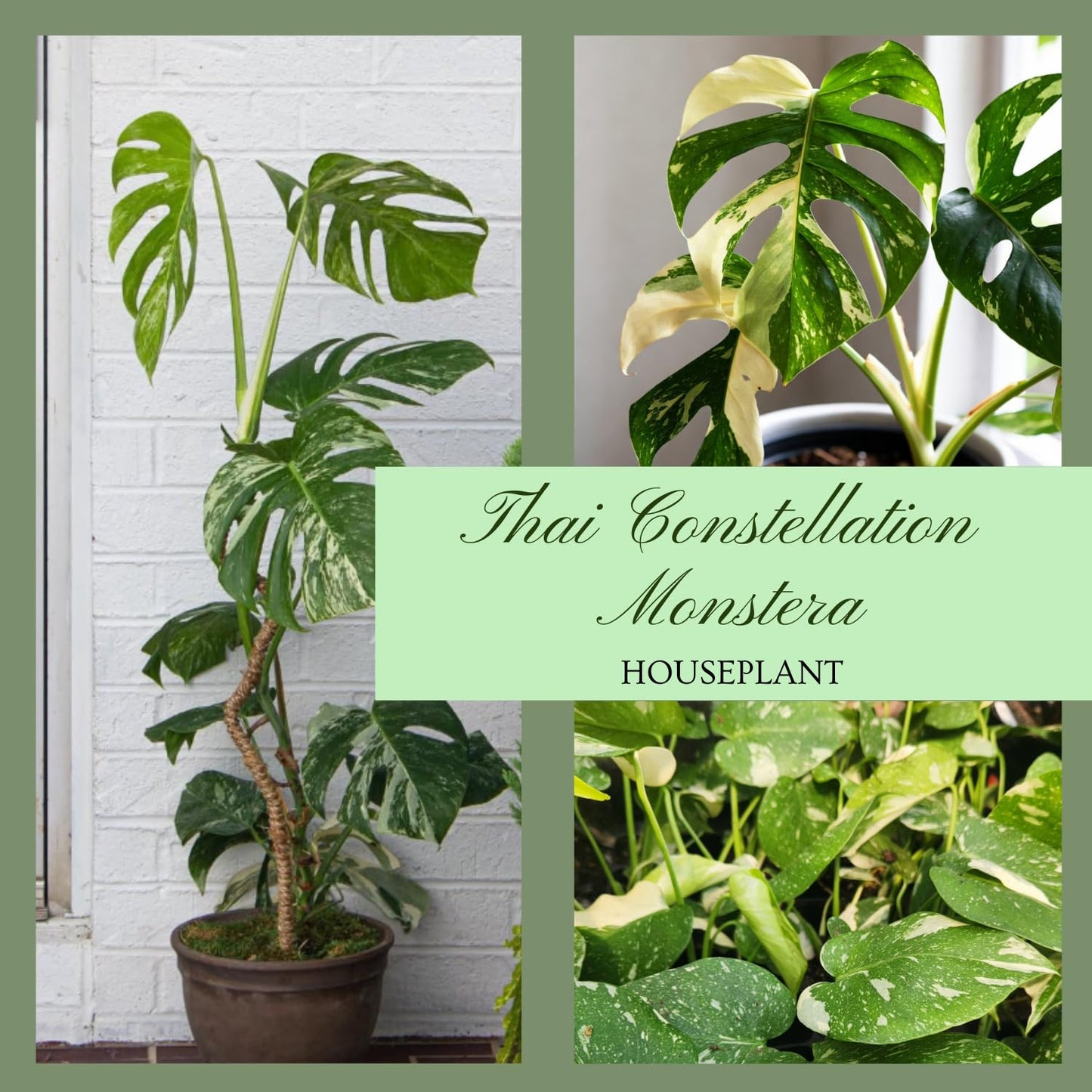 Constellation Monstera Plant, Rare Variegated Monstera Live Plant, Philodendron Houseplant for Indoor Growing, 4 to 6 Inc Tall