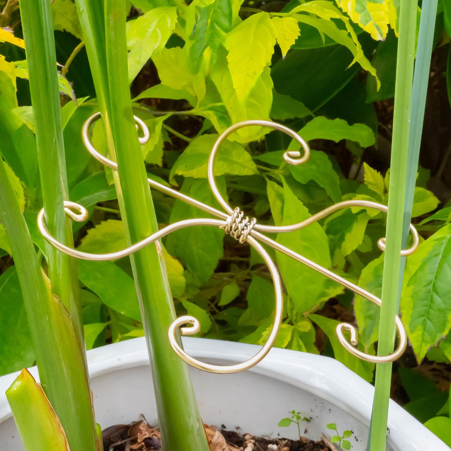 YOHSNOR Durable Monstera Plant Support Hooks 5.5in - 5-Piece Set for Indoor Plant Stabilization, Easy-to-Use Grapple Holders for Monstera and Turtle Shell Plants for Plant Lovers