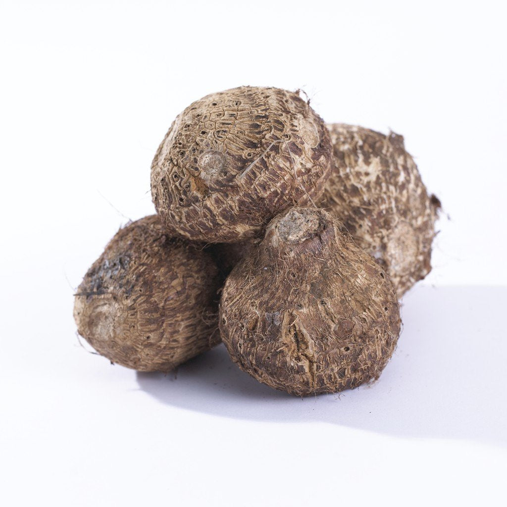 Van Zyverden Elephant Ears Black Coral Flower Bulbs