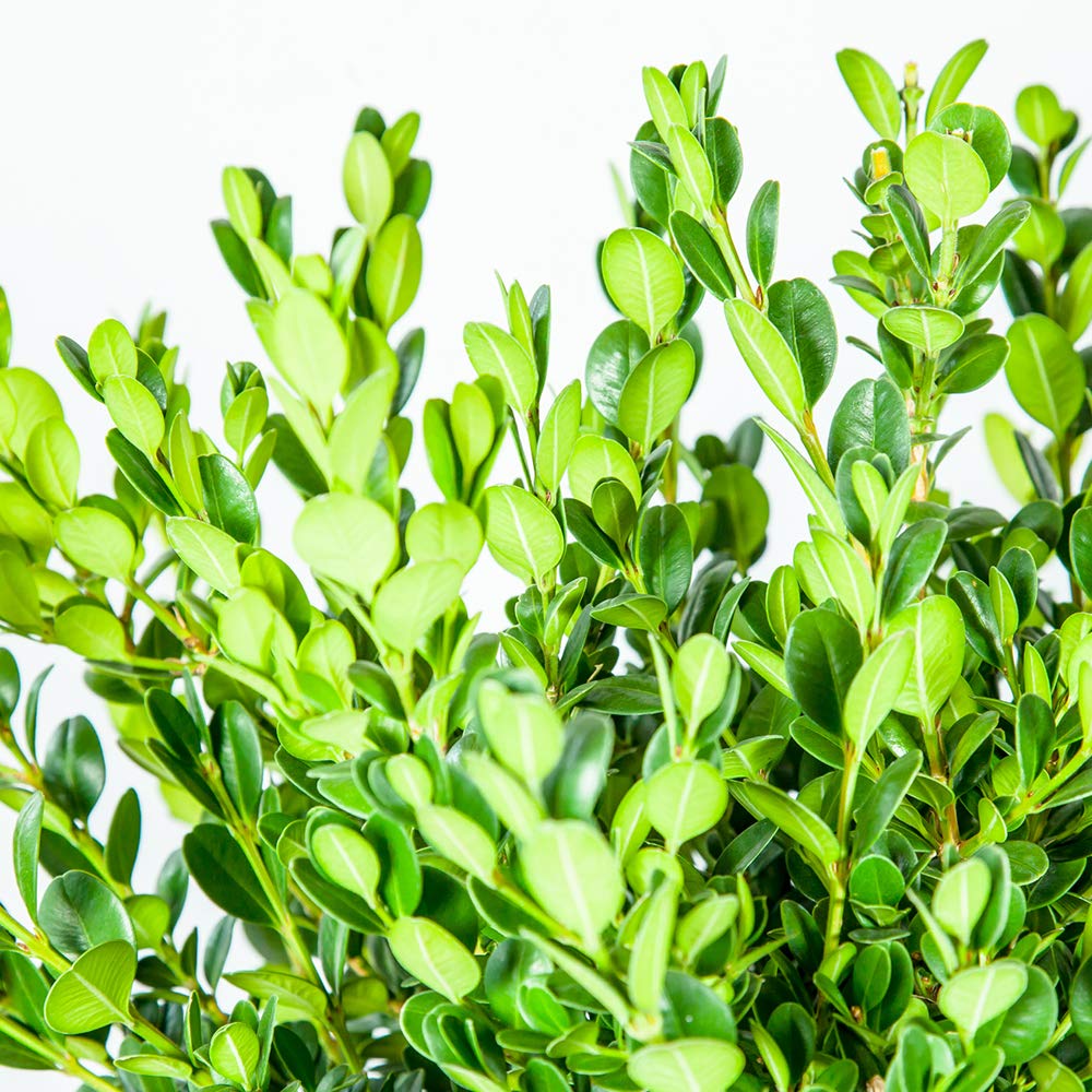 Perfect Plants Wintergreen Boxwood Live Plant, 3 gallon, Includes Care Guide