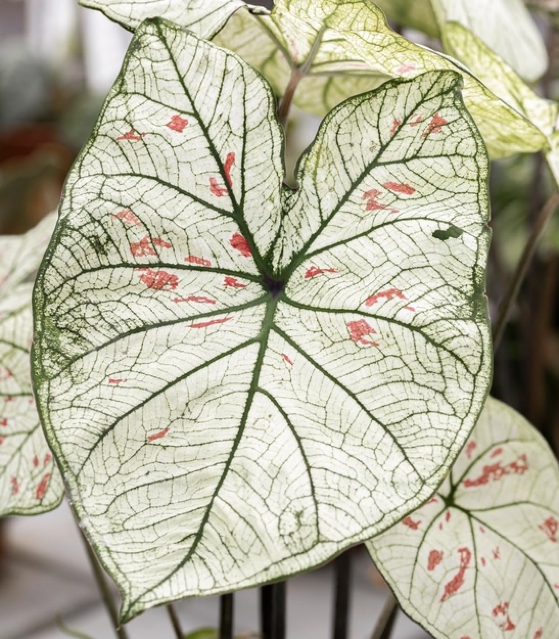 Speckled Strawberry Star Caladium Bulbs for Planting - Exotic White Leaves Speckled Red Elephant Ears Bulbs (5 Bulbs)