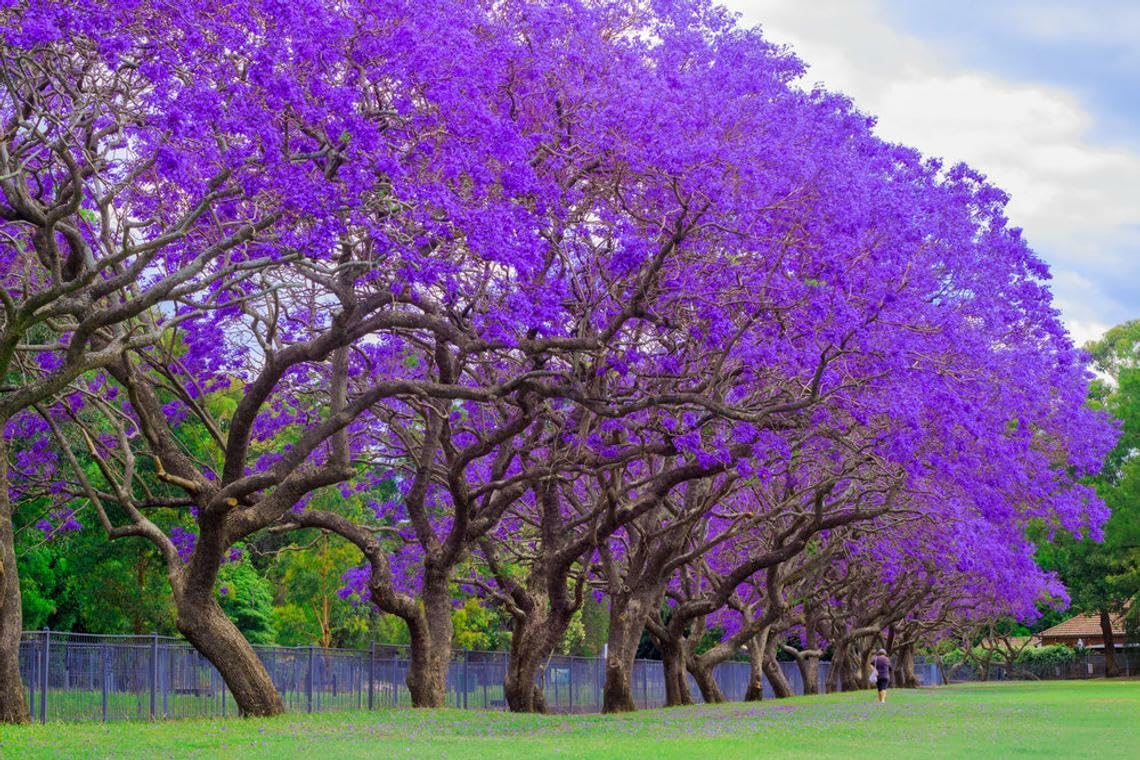 Live Plant - Jacaranda Tree - 3-6" Tall Live Plant - Ships Potted - Mimosifolia - Purple/Blue