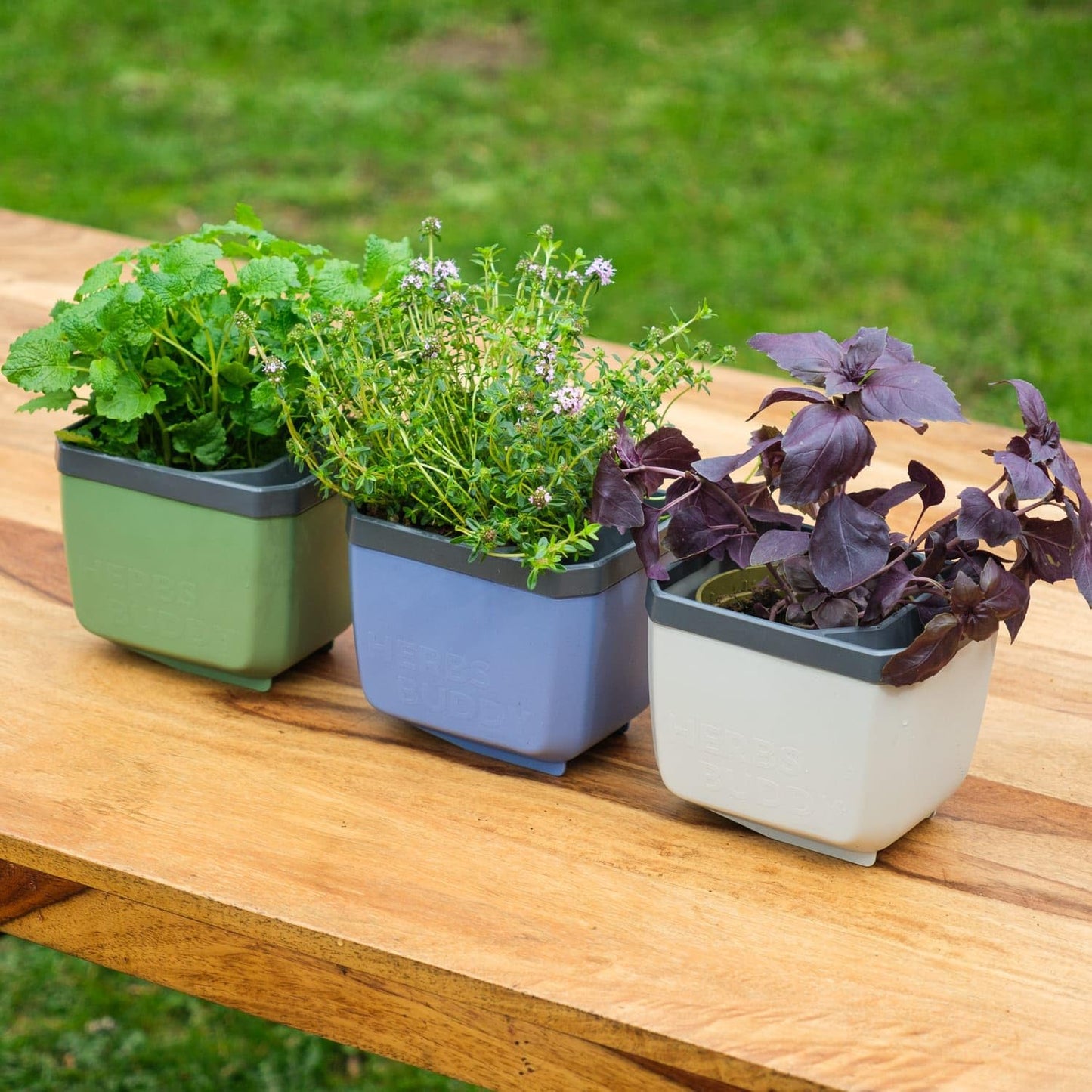 BUZZY Seeds Herb Buddy Self-Watering Herb Planter with Water Level Indicator – Indoor Kitchen & Windowsill Planter (Green)