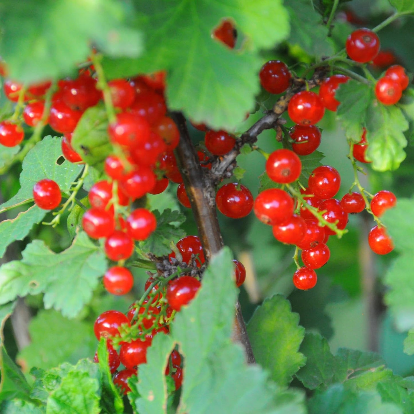 Live Currant Bush Plant Fast Growing, Ready Bear Fruit Within 1 Year - No NC, WV, NH, 6-14" Tall, Great for Backyard or Orchard Growing, Currant Plant (Red)