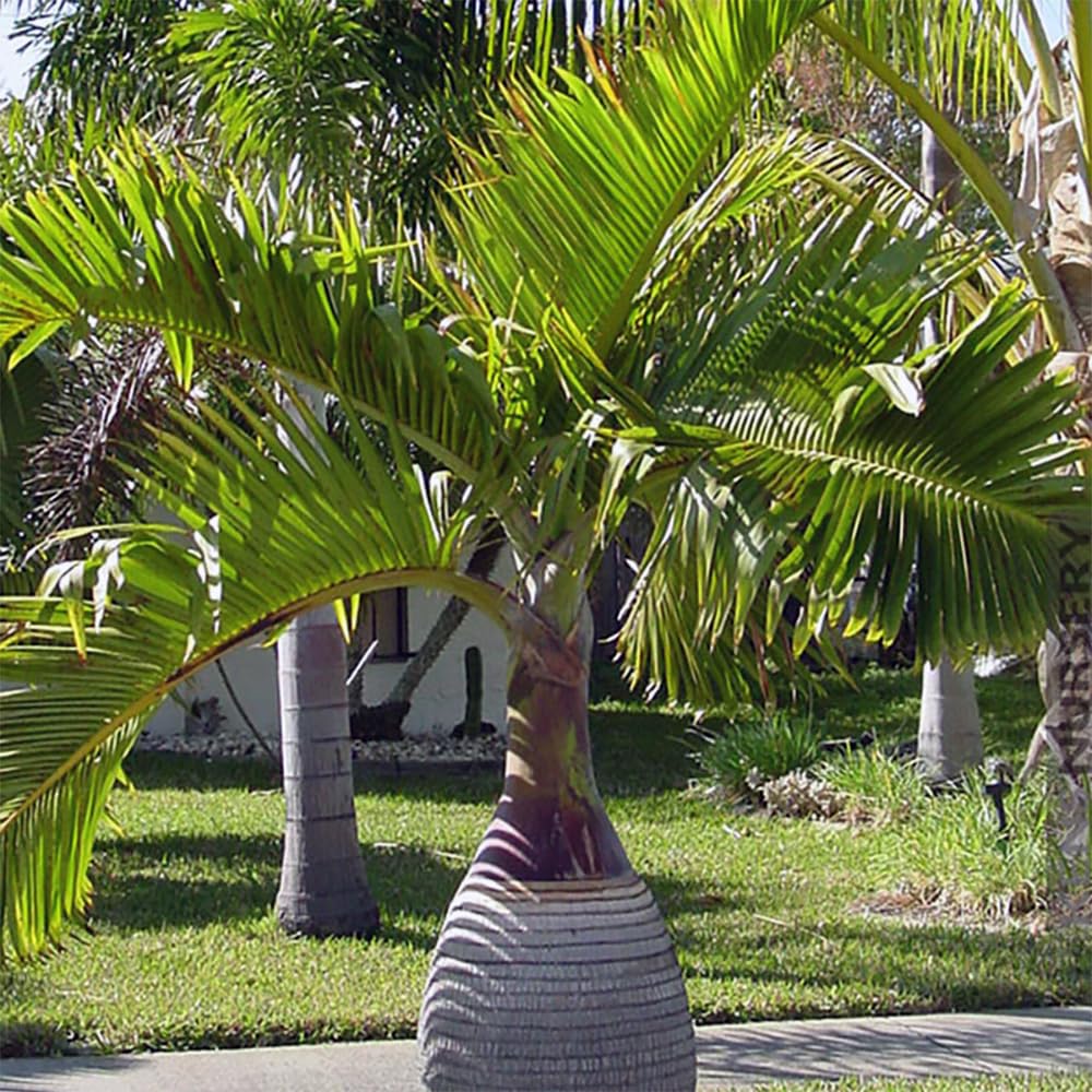 Hyophorbe lagenicaulis – Bottle Palm Tree | Live Palm, Seeds & Seedlings | Rare Tropical Bottle-Shaped Palm (No Pot) (5 Seedlings, 1)