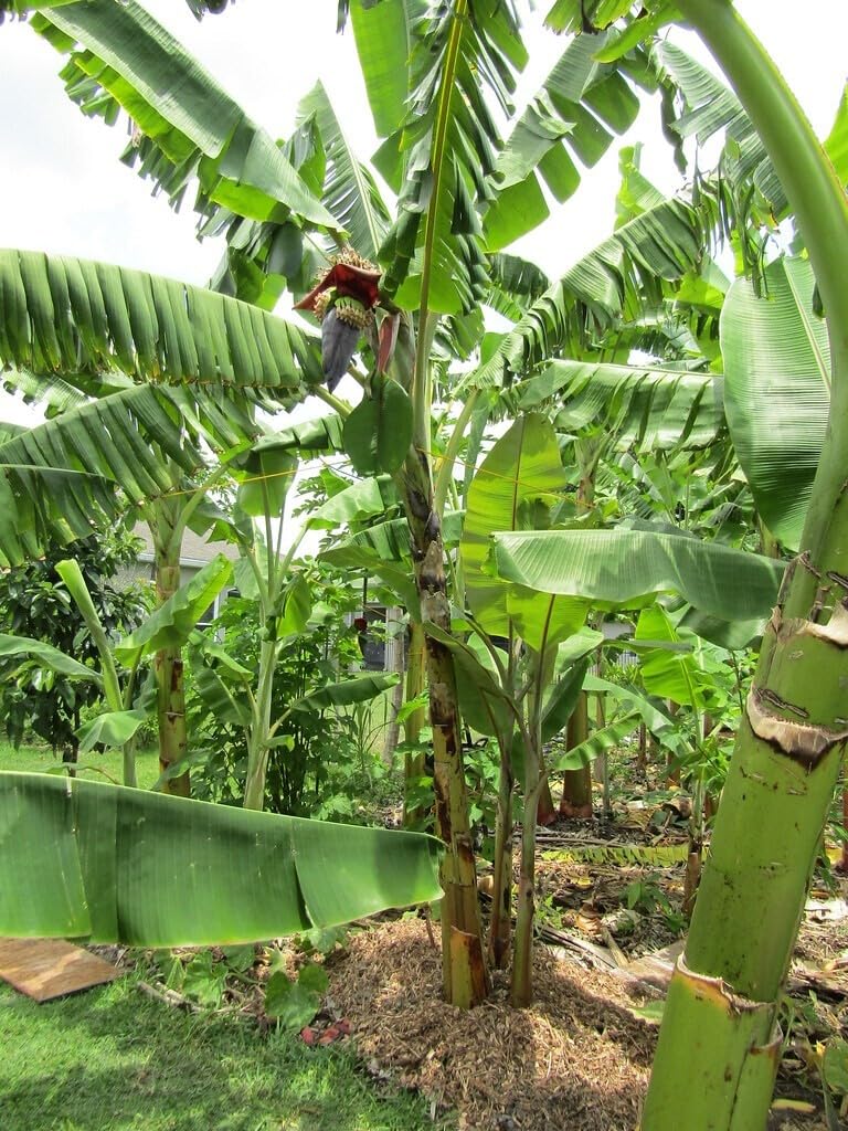 Live Plant - Pisang Ceylon Musa Banana Tree-Small Rooted Starter Plant