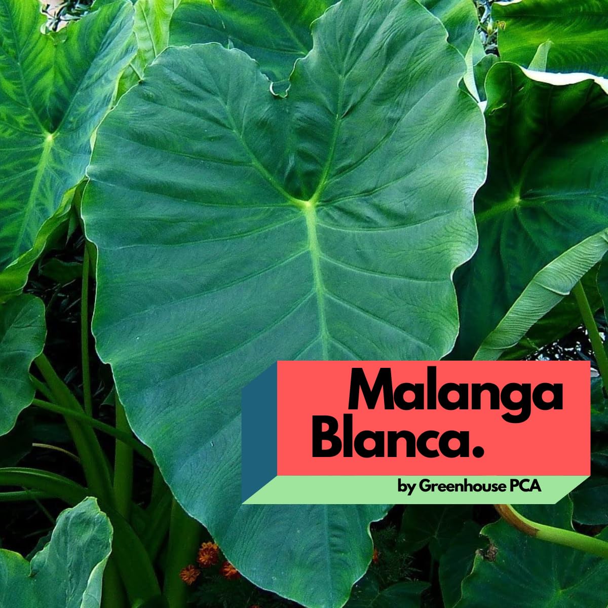 Live Bulbs Colocasia gigantea Malanga Thailand Giant Thai Giant Elephant Ear Huge Leaf (3 Bulbs) by Greenhouse PCA