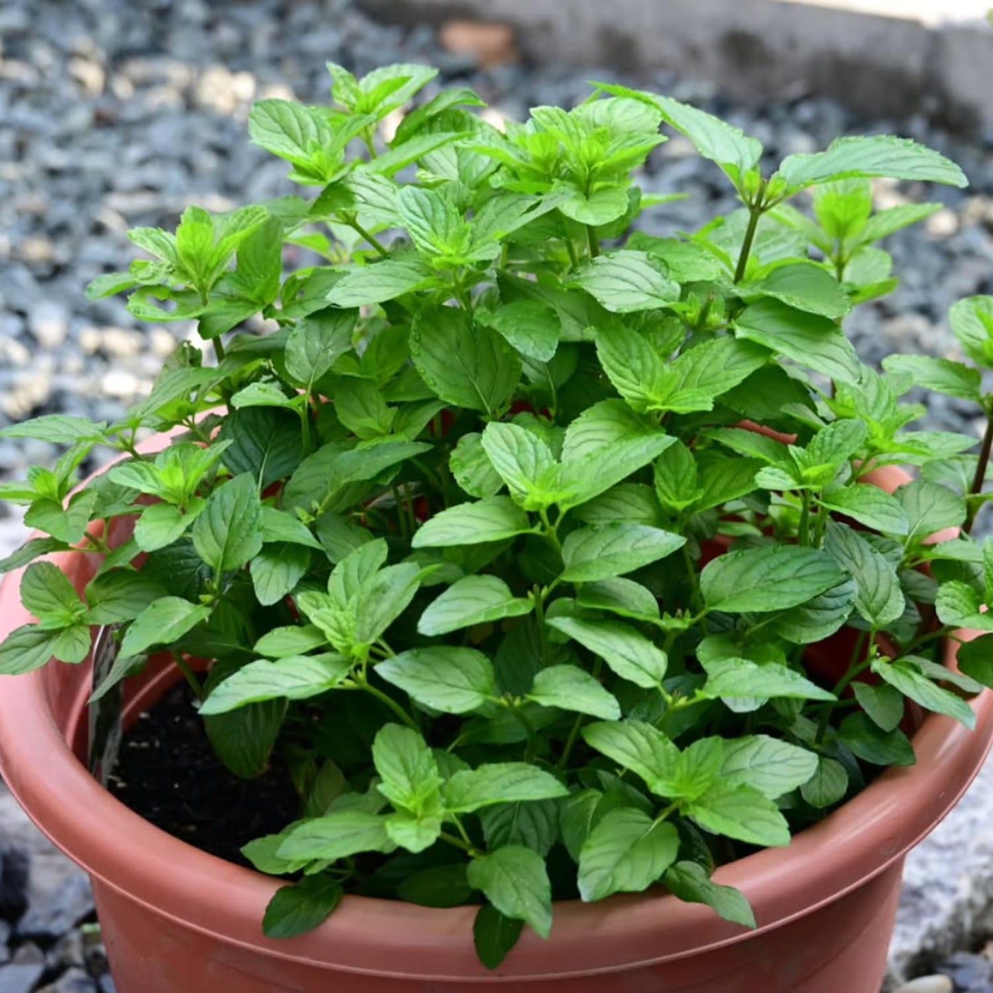6 Mojito Mint Live Herb Plants, 3–6 Inches Tall, Fragrant Mint Plants for Indoor Outdoor Garden, Patio, and Culinary Growing