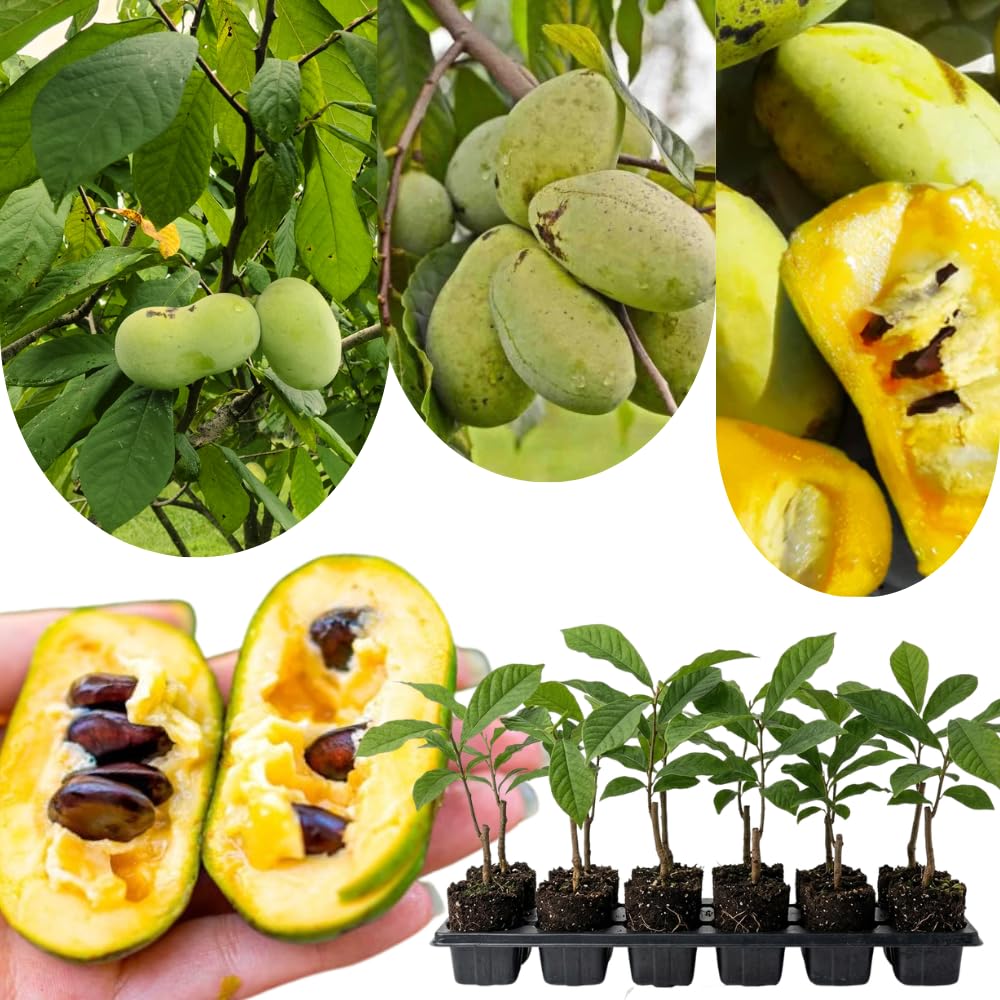 1 Year Old Pawpaw Tree Live Plant Established Root, 7 to 12" Paw Paw Banana Tree Plant Live Pawpaw