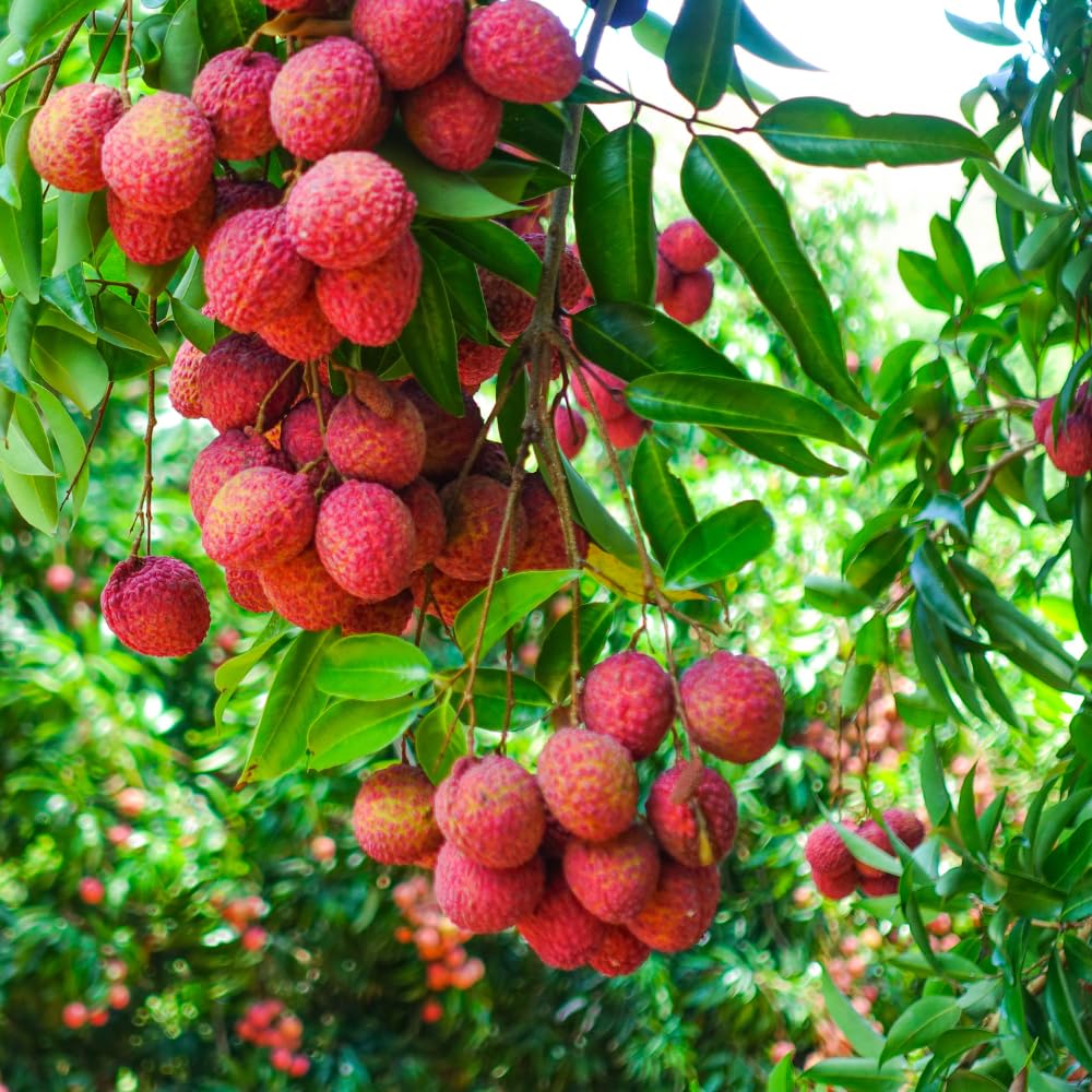 Lychee Trees Live Plants, Lychee Fruit Tree, 2-3 Feet Tall, 3 Gallon Pot, Fragrant and Sweet Tropical Fruit Tree, Outdoor Growing, No Ship to CA