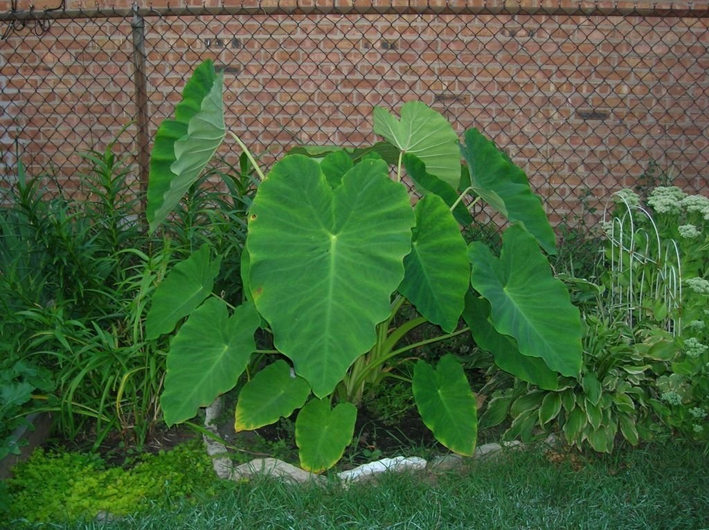 LovelyGarden 10 Live Colocasia Esculenta Elephant Ear Taro Gabi Kalo Eddo Bulbs Ready to Grow