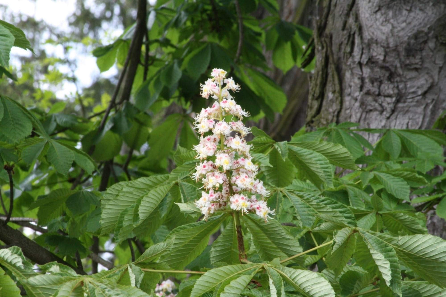 6-12” Tall Ohio Buckeye (Aesculus glabra) 1-2 Year Old Tree, Bare Root Plant