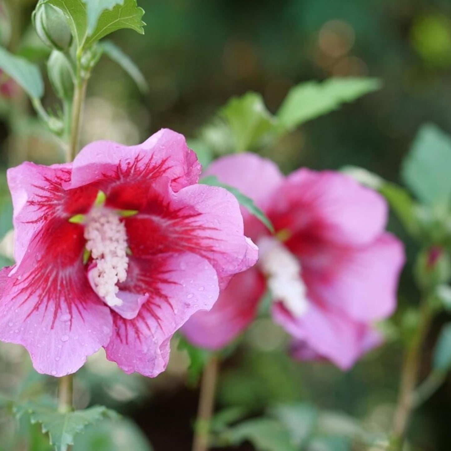 Proven Winners Red Pillar Rose of Sharon (Hibiscus syriacus) Live Plant, 4.5" Qt, 4 Pack