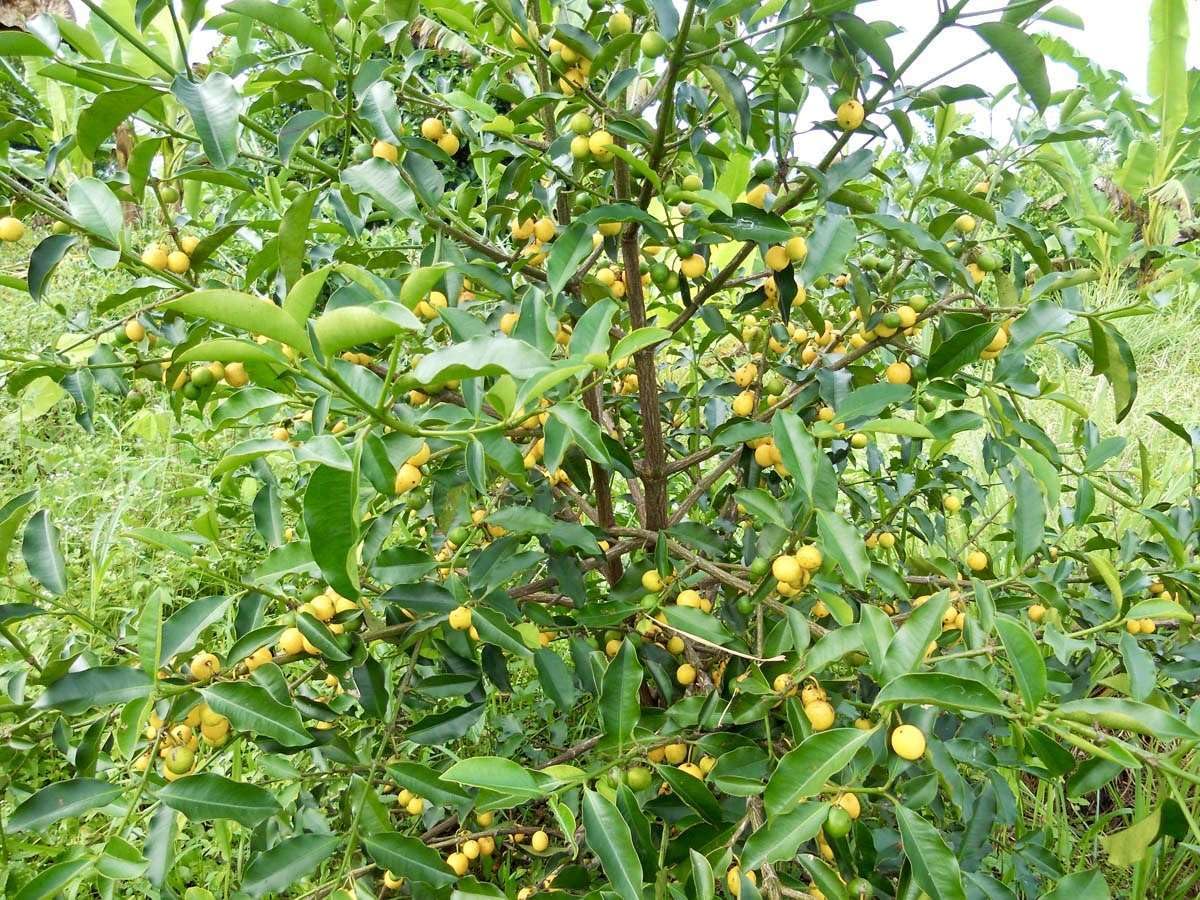 Live Plant - Lemon Drop Mangosteen (Garcinia Intermedia) Fruit Tree 3″-12″