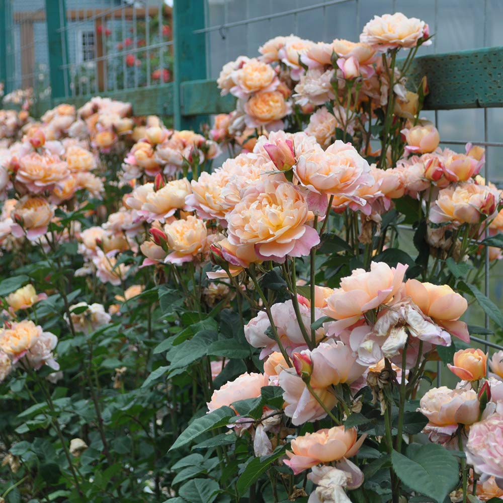 Heirloom Climbing Roses, Live Own Root Plant for Outdoor Garden, The Impressionist™, Very Fragrant, Hardiness Zones 5-10, Repeat Blooming