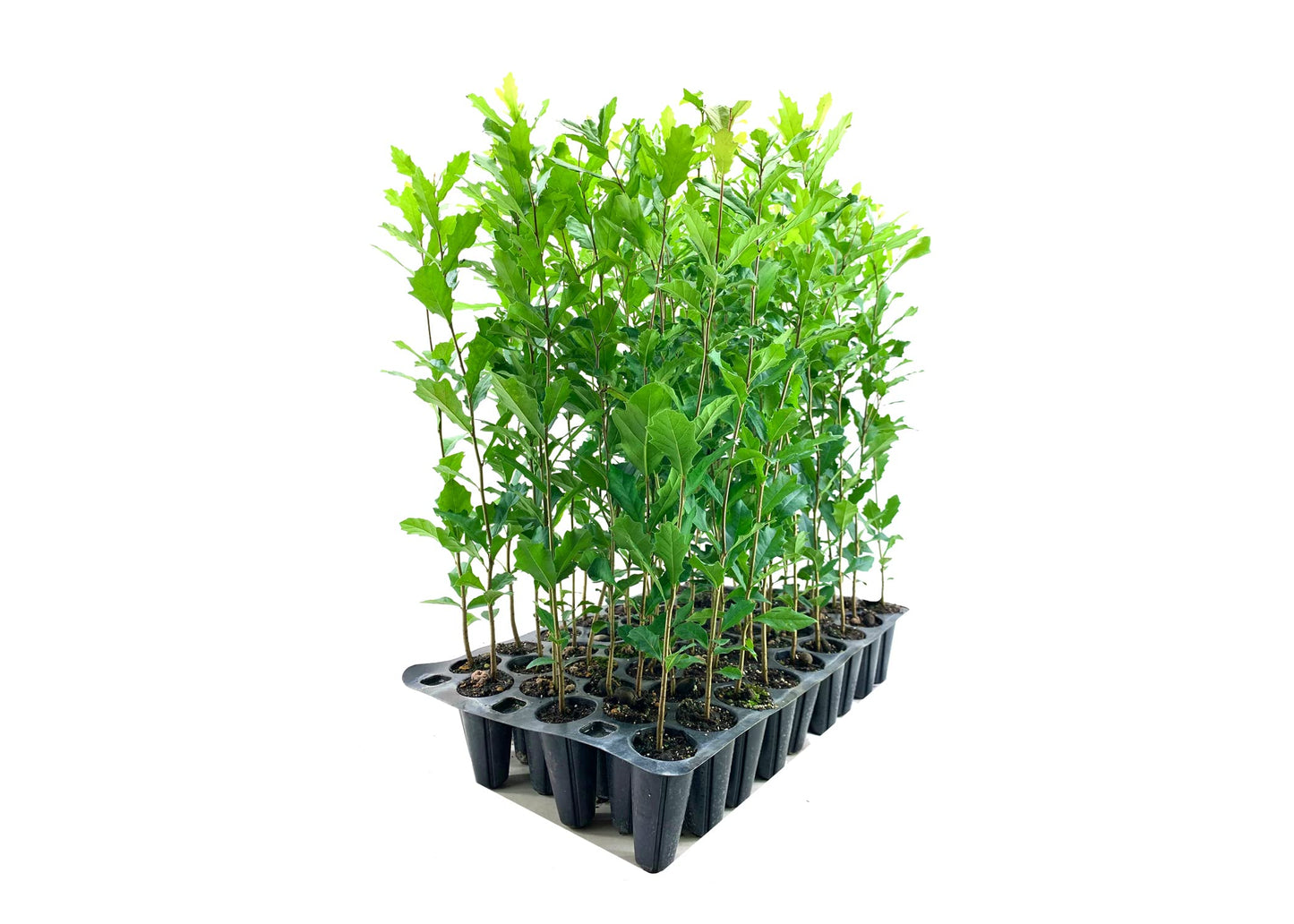Southern Live Oak Tree | Quercus Virginiana | 3 Live Plants | Durable Picturesque Shade Tree | Dark Green Foliage