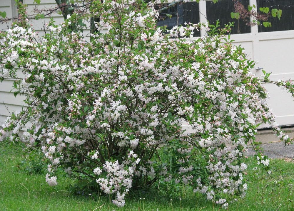 Live Plant - 2 White Weigela Rounded Shrubs - Live Plants - 6-12" Tall Seedlings - 4" Pots