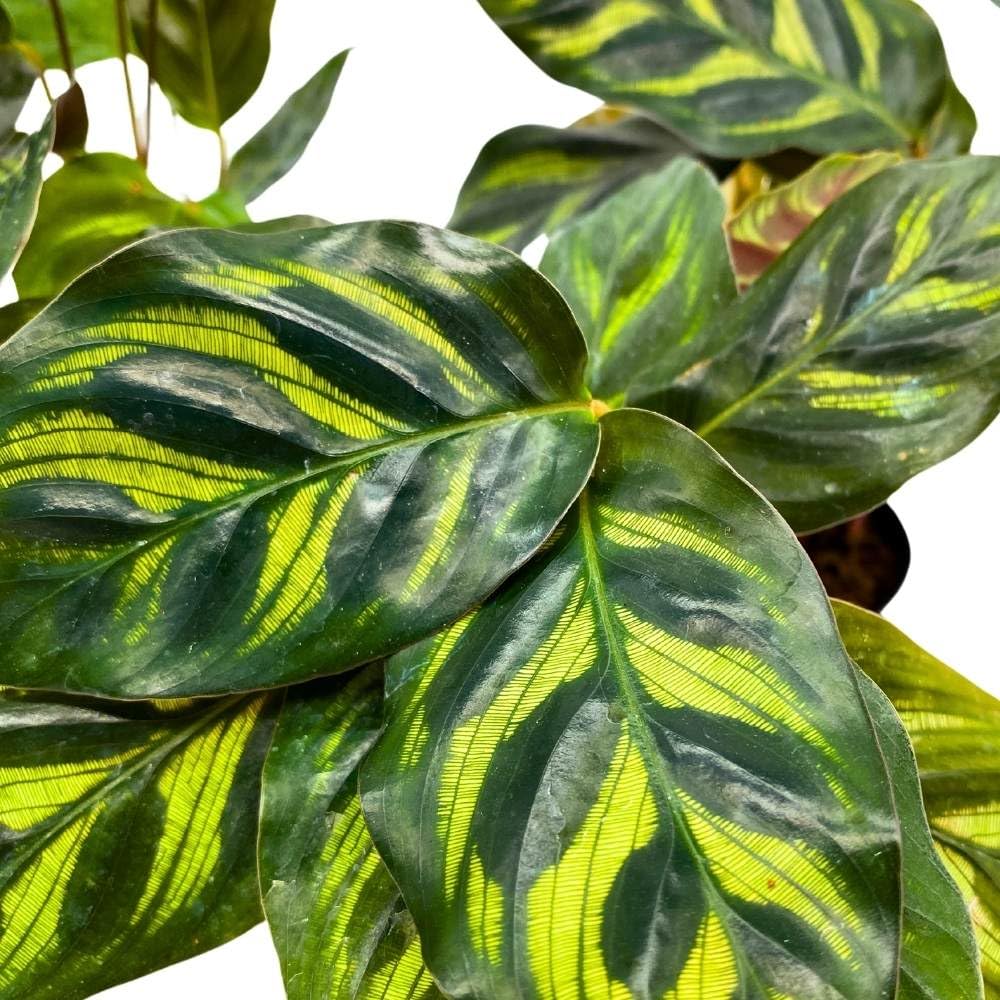 BubbleBlooms Calathea makoyana 2 inch Set of 3 Peacock Prayer Plant Tiny Mini Pixie Plants