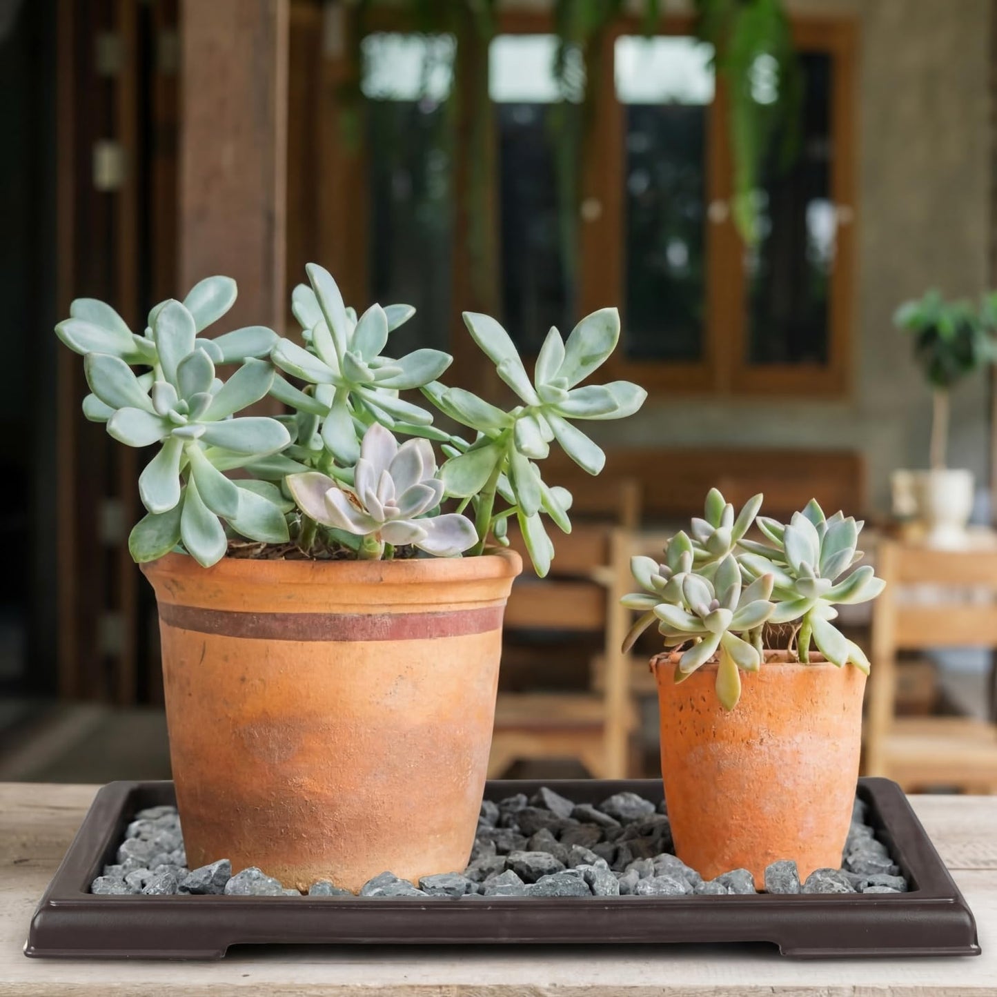 Pinkunn 2 Pcs Bonsai Humidity Tray Rectangular Drip Tray Plastic Plant Water Catcher Plant Saucers for Indoors and Outdoors Cactus,Succulents,Bonsai Tree,Stone Not Included (11 x 8 Inch)