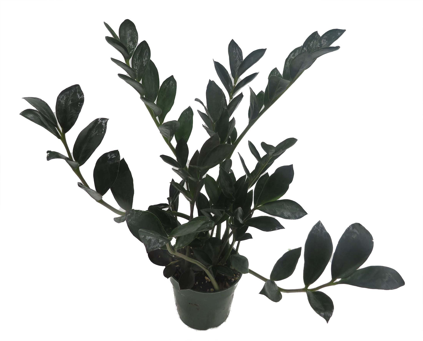Rare Dwarf Black ZZ Plant - Zamioculcas Zamicro - 4" Pot - Houseplant