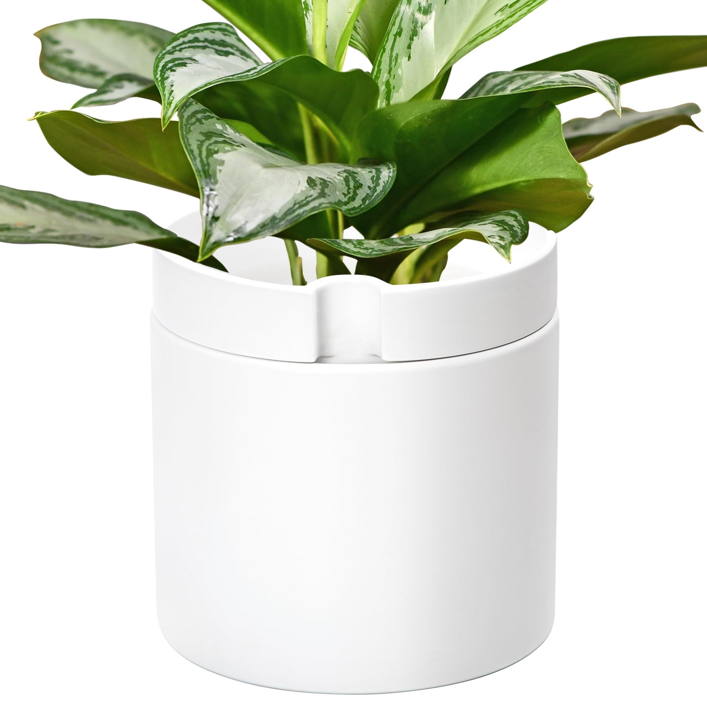 Phoenix Vine 10 Inch Cylinder Self Watering Planter, White Glazed Outer Plant Pot with Dolomite Clay Inner Planter for Indoor Plants, White, 31-A-I-W