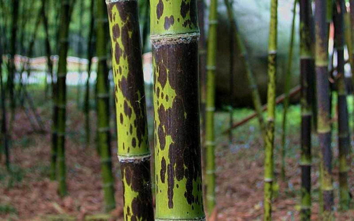 50 Leopard Bamboo Seeds Perennial Ornamental Seed Privacy
