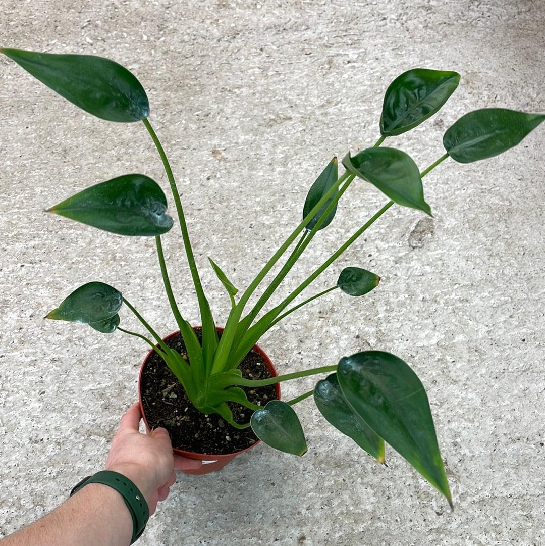 RedCrocus - RedCrocus Tiny Dancer Elephant Ear Alocasia, Compact Foliage Plant for Shade, Indoor & Container Use, Tough, Attractive, Pet Warning, Well-Drained Soil, Moderate Humidity 6" Pot