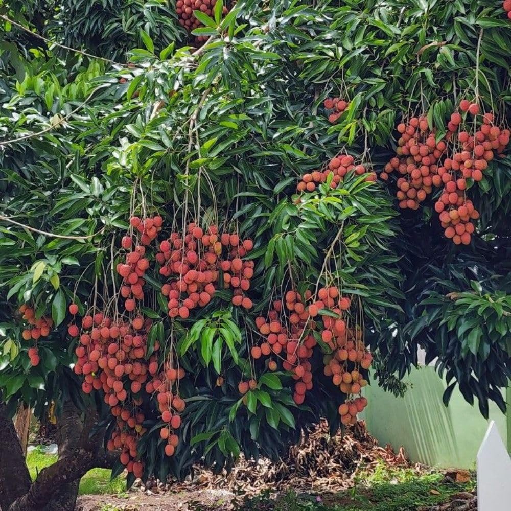 Lychee Tree Live Plant 3 Gallon 2-3 Ft Tall, Red Lychee Tree, Sweet Tropical Fruit Tree for Outdoor Growing, No Ship to CA