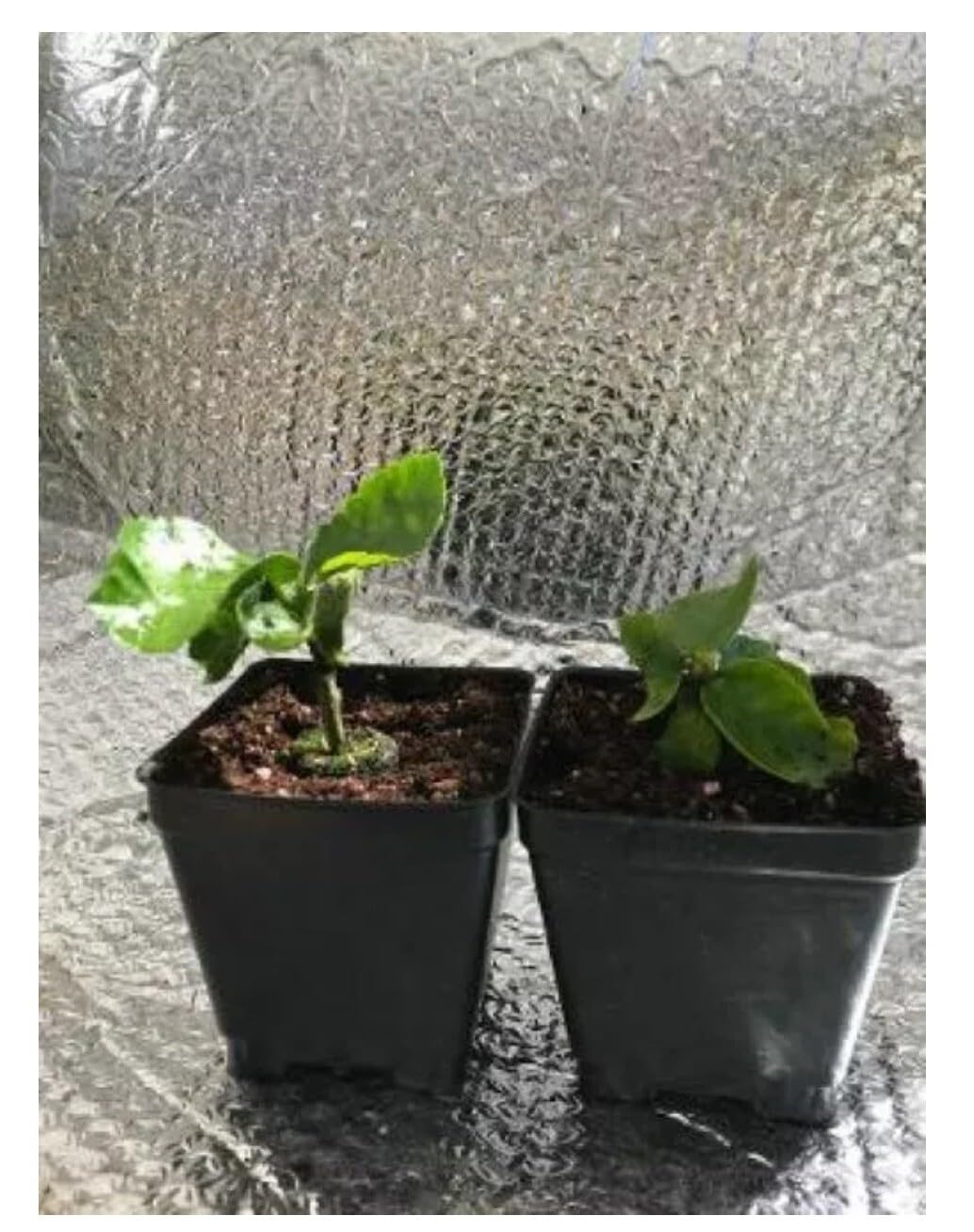Live Plant - Small Rooted Exotic Tropical Hibiscus Starter Plant