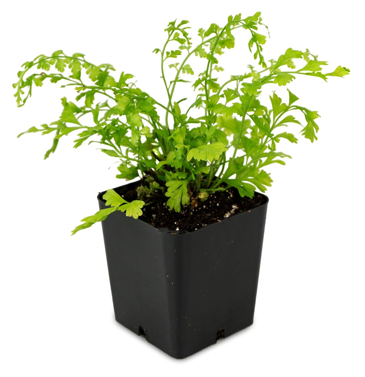 Sprig & Stone Live Mini Ferns Terrarium Plants (Mother)