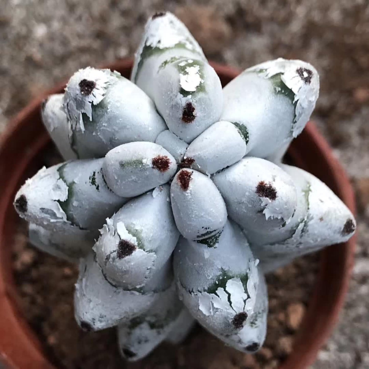 Stenocereus Beneckei Cactus – Rare Live Succulent Plant – 8"-10” Tall – Unique Columnar Cactus for Indoor & Outdoor Decor – Drought-Tolerant, Easy Care Live Plant
