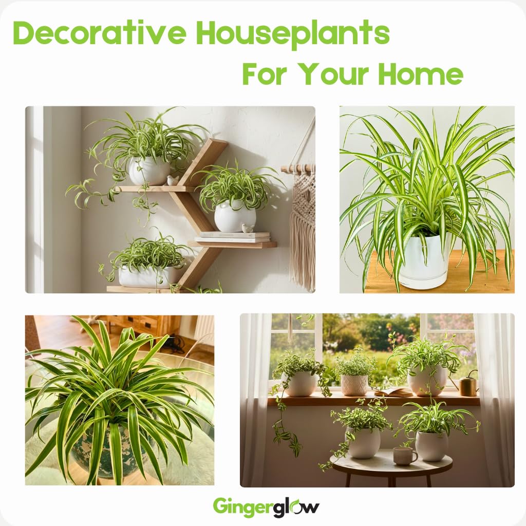 2 Curly Spider Plant Live in 4 Inch Pot, Live Spider Plants Indoor, Air-Purifying, Low Maintenance, Perfect for Home and Office Décor, Easy Care Starter Plants