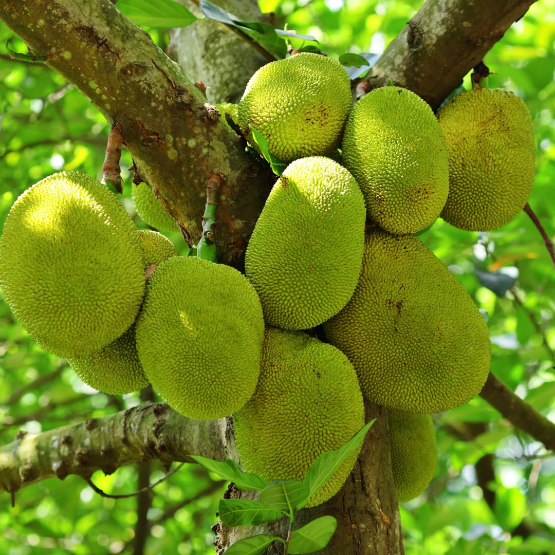 2 Jackfruit Trees Live Plants, Well-Rooted 1 Year Old Seedling Tropical Jackfruit Fruit in 4 Inch Pot, Yellow Sweet