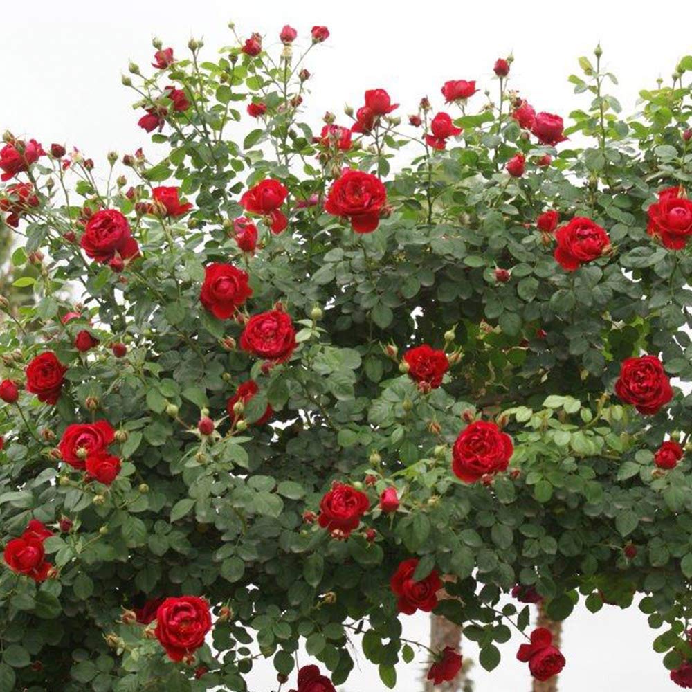 Heirloom Climbing Roses, Live Own Root Plant for Outdoor Garden, Cherry Garland™, Moderately Fragrant, Hardiness Zones 6-9, Continual Blooming